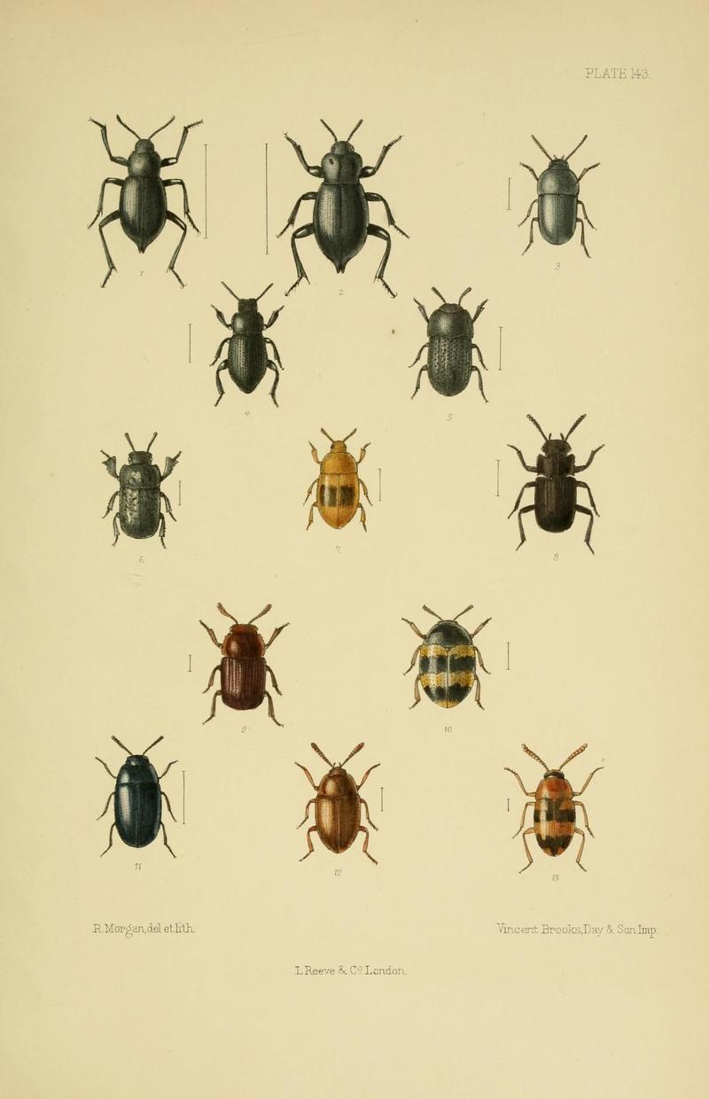 The Coleoptera of the British islands (Plate 143) (8570732435)