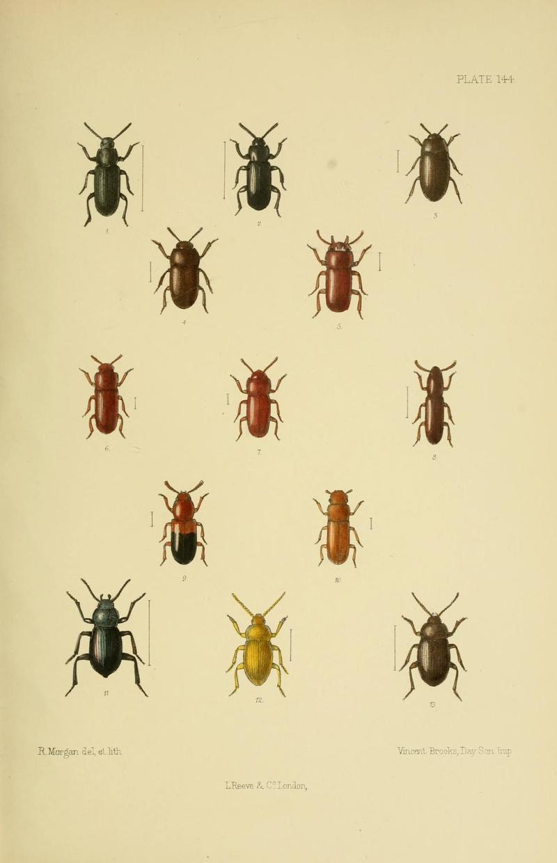 The Coleoptera of the British islands (Plate 144) (8570732707)