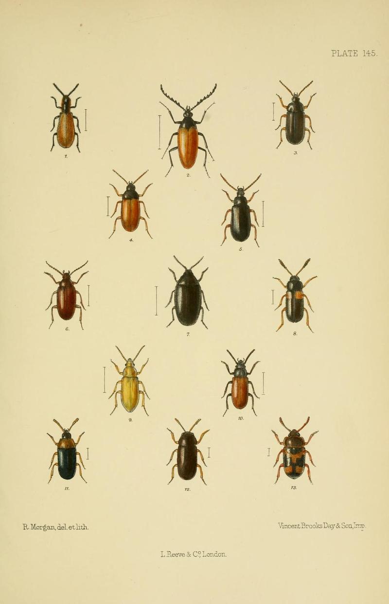 The Coleoptera of the British islands (Plate 145) (8571827870)