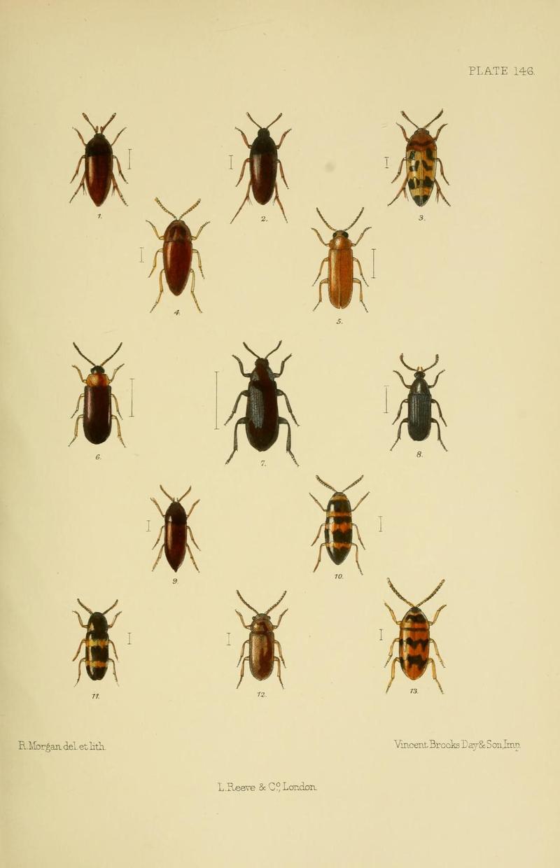 The Coleoptera of the British islands (Plate 146) (8571828116)