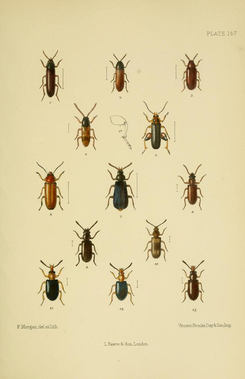 The Coleoptera of the British islands (Plate 147) (8571828308)