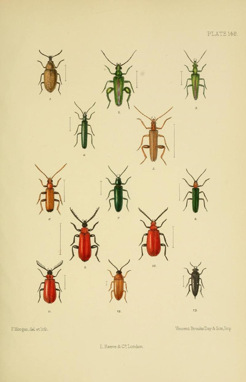 The Coleoptera of the British islands (Plate 148) (8570733677)