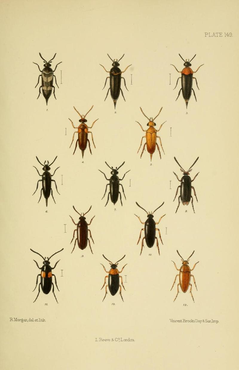 The Coleoptera of the British islands (Plate 149) (8571828700)