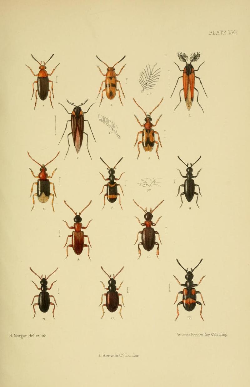 The Coleoptera of the British islands (Plate 150) (8570734099)