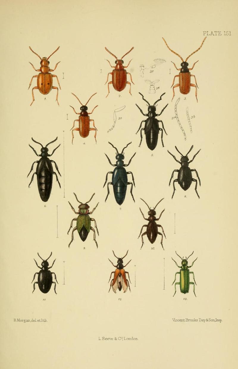 The Coleoptera of the British islands (Plate 151) (8571829196)