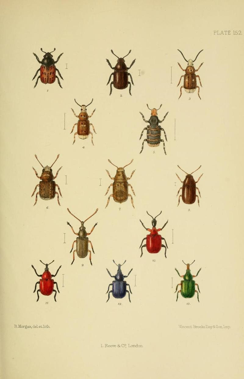 The Coleoptera of the British islands (Plate 152) (8571829440)