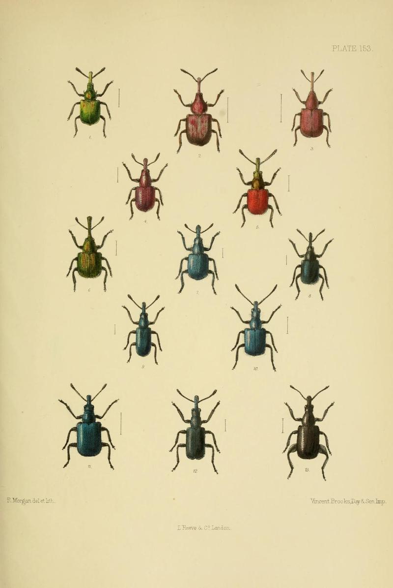 The Coleoptera of the British islands (Plate 153) (8571829708)