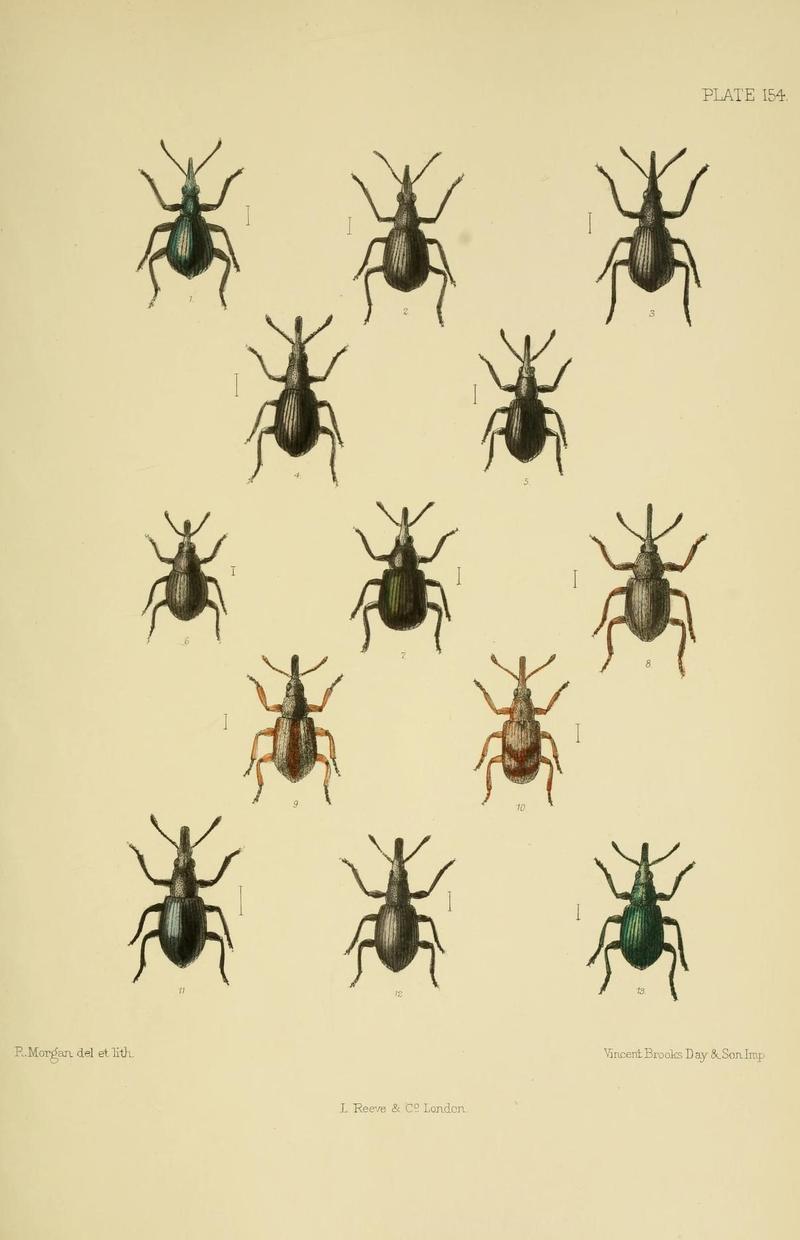 The Coleoptera of the British islands (Plate 154) (8570735033)