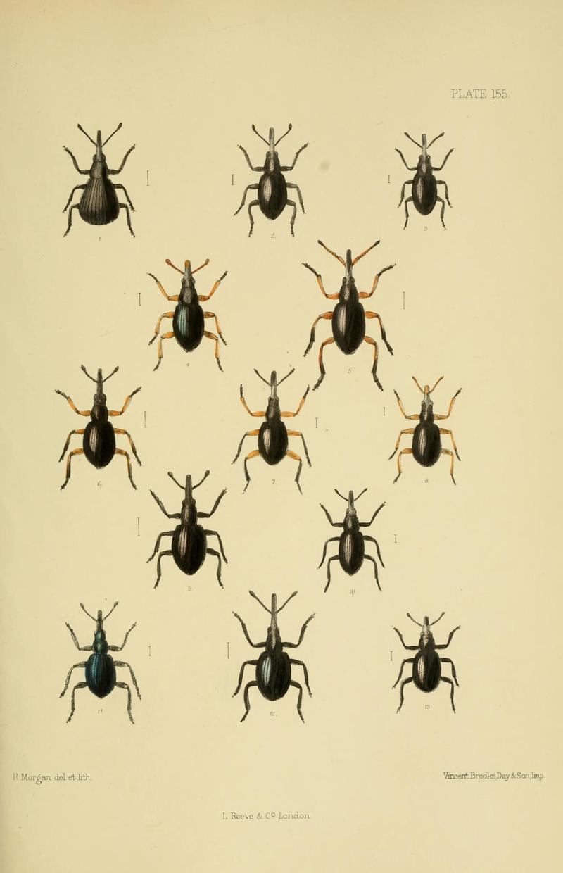 The Coleoptera of the British islands (Plate 155) (8570735247)