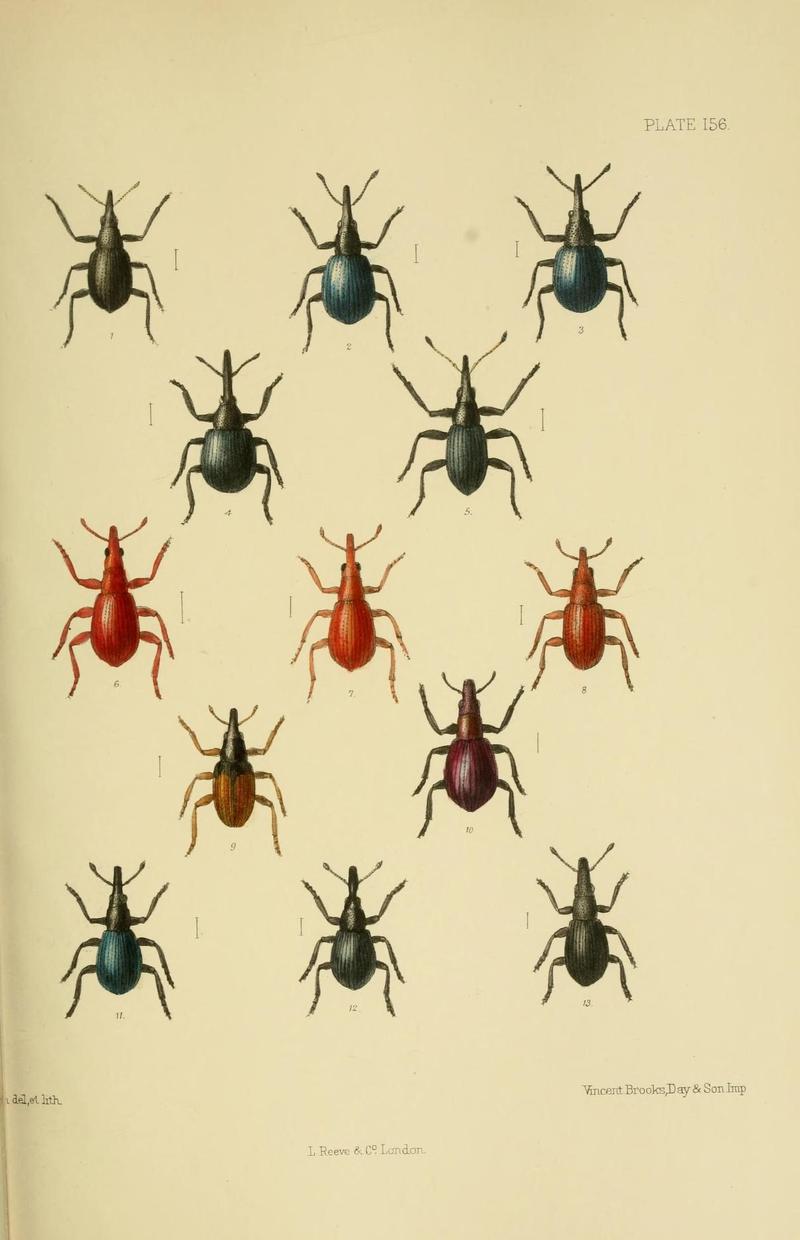 The Coleoptera of the British islands (Plate 156) (8571830368)