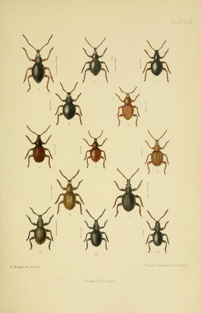 The Coleoptera of the British islands (Plate 157) (8571830580)