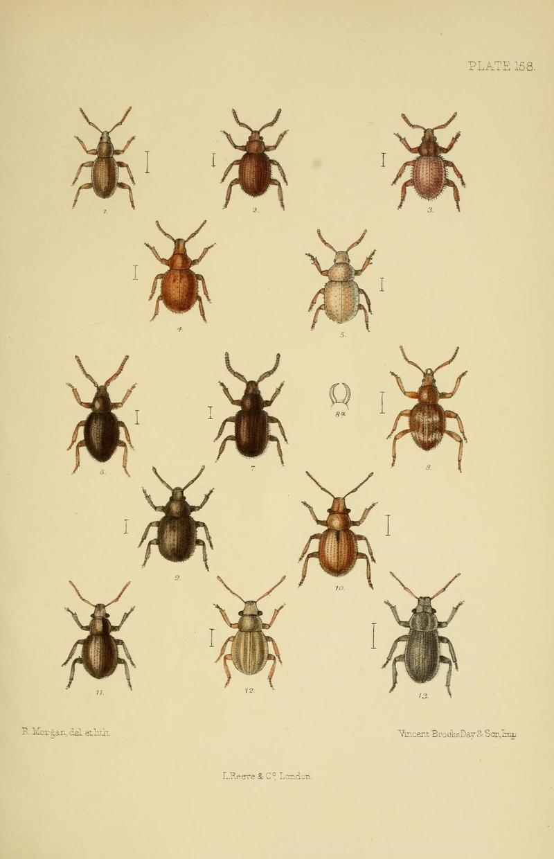 The Coleoptera of the British islands (Plate 158) (8571830764)
