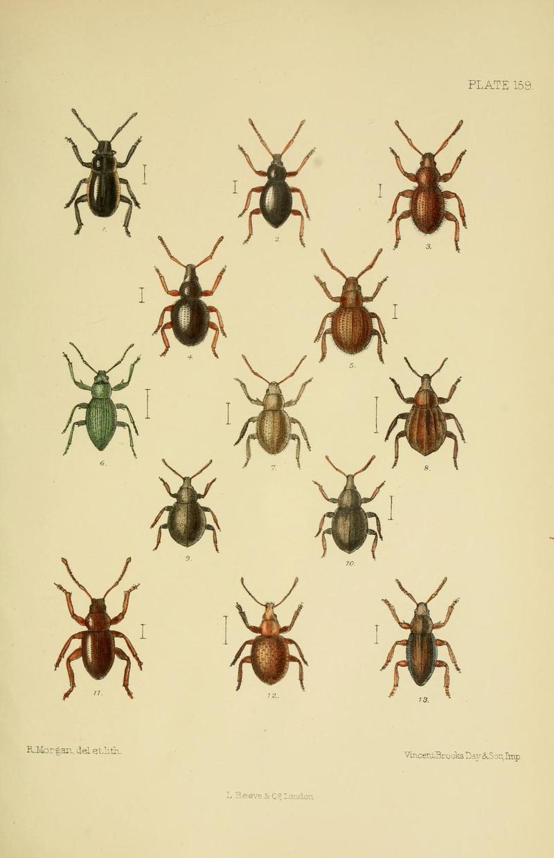 The Coleoptera of the British islands (Plate 159) (8571830978)
