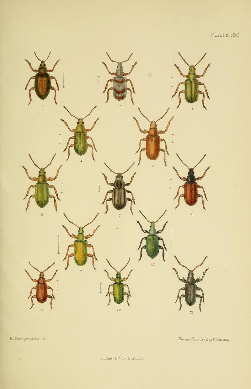 The Coleoptera of the British islands (Plate 160) (8570736247)