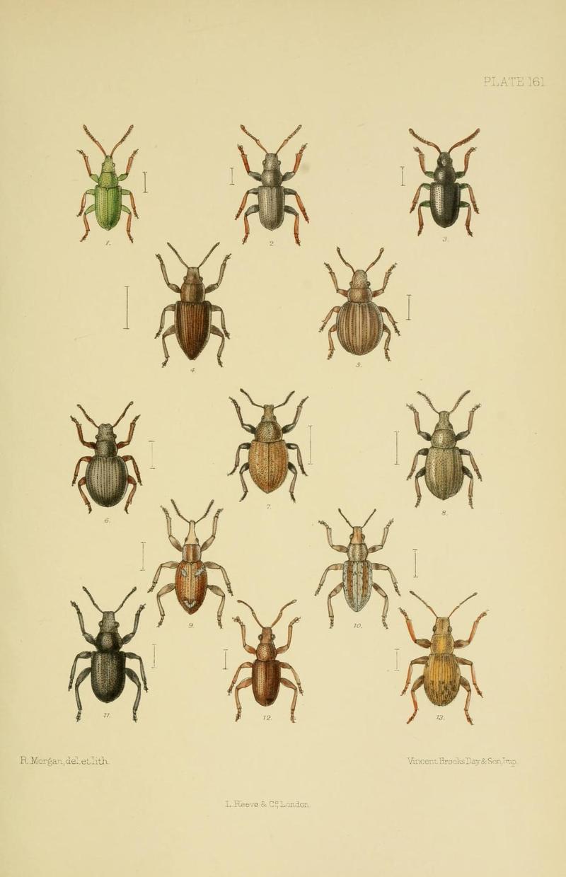 The Coleoptera of the British islands (Plate 161) (8571831474)
