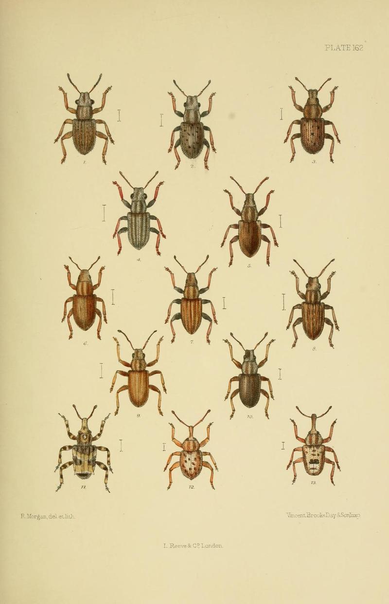 The Coleoptera of the British islands (Plate 162) (8570736873)