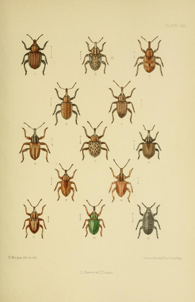 The Coleoptera of the British islands (Plate 163) (8570737227)