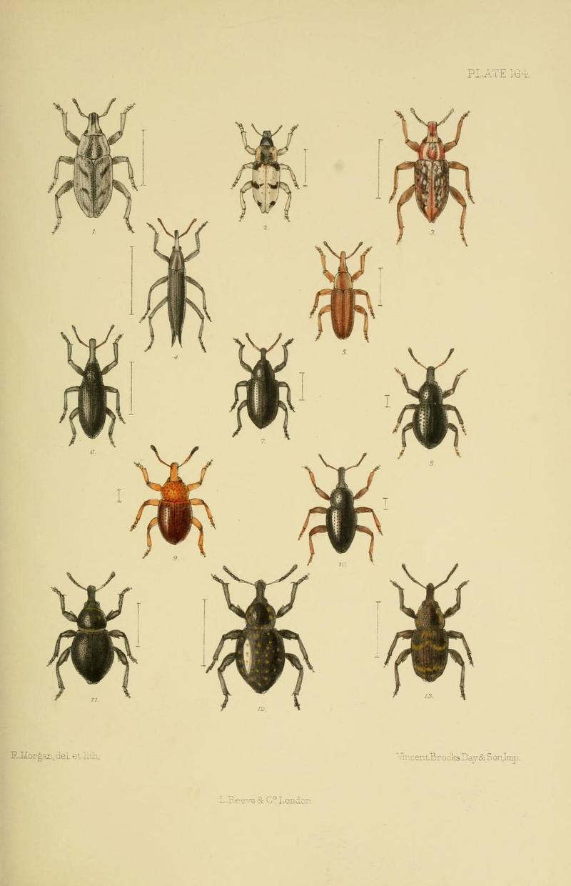 The Coleoptera of the British islands (Plate 164) (8570737485)