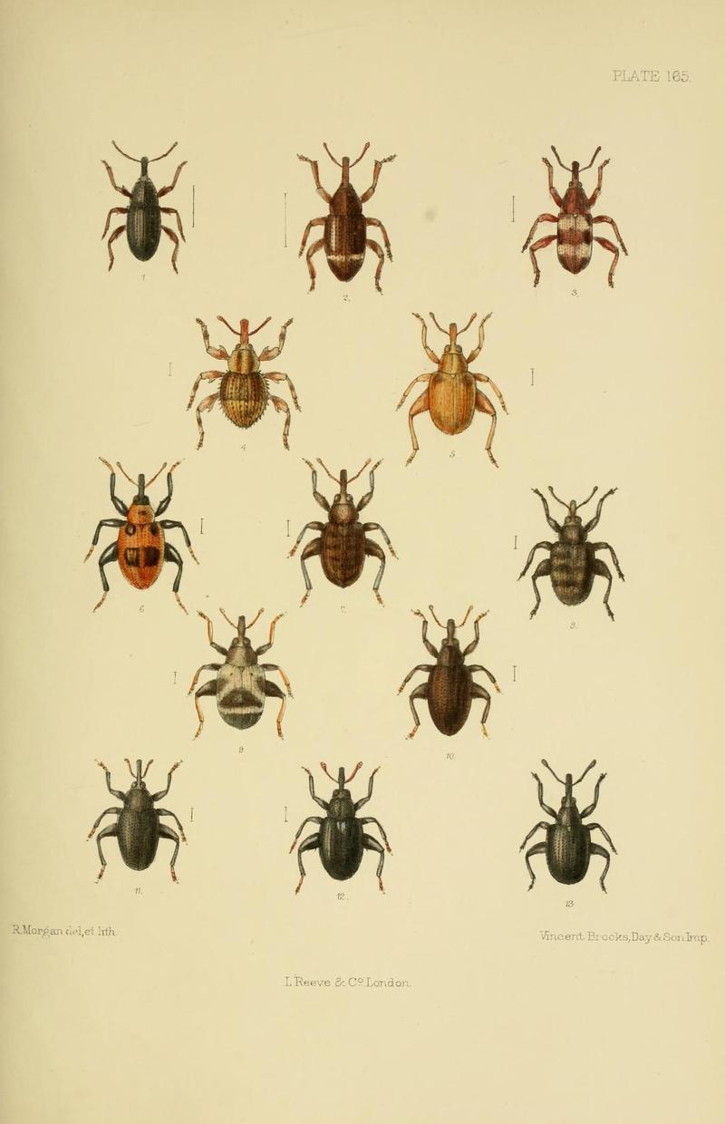 The Coleoptera of the British islands (Plate 165) (8571832684)