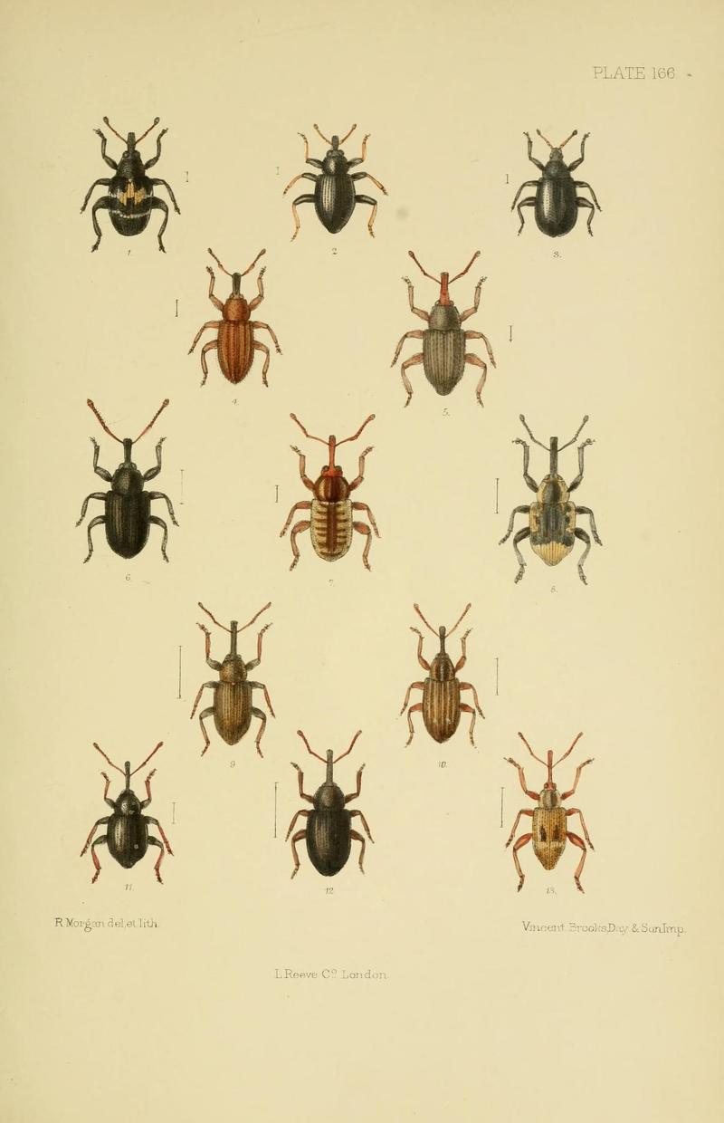 The Coleoptera of the British islands (Plate 166) (8570737975)