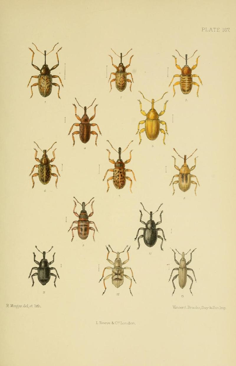 The Coleoptera of the British islands (Plate 167) (8570738225)