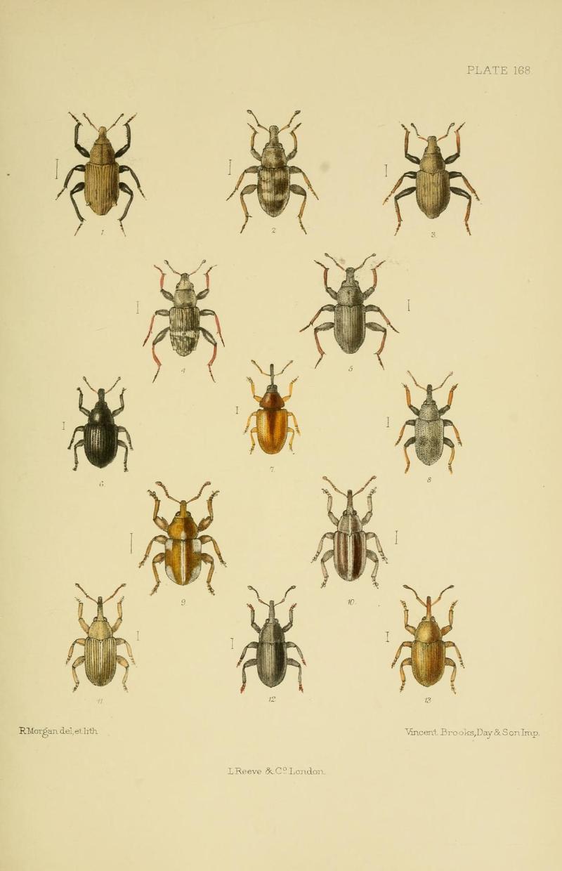The Coleoptera of the British islands (Plate 168) (8571833486)