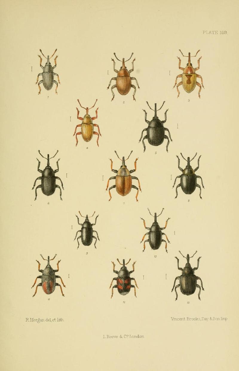 The Coleoptera of the British islands (Plate 169) (8571833736)
