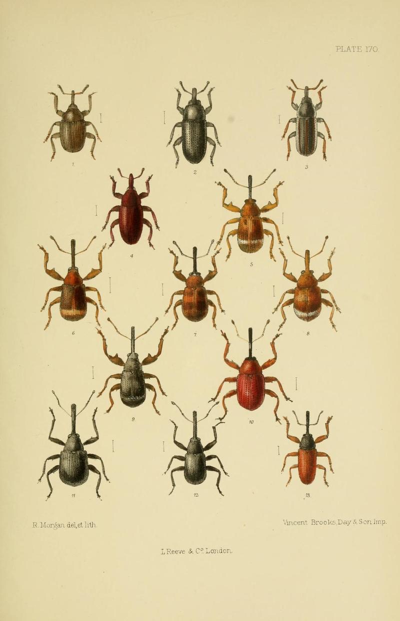 The Coleoptera of the British islands (Plate 170) (8570738951)