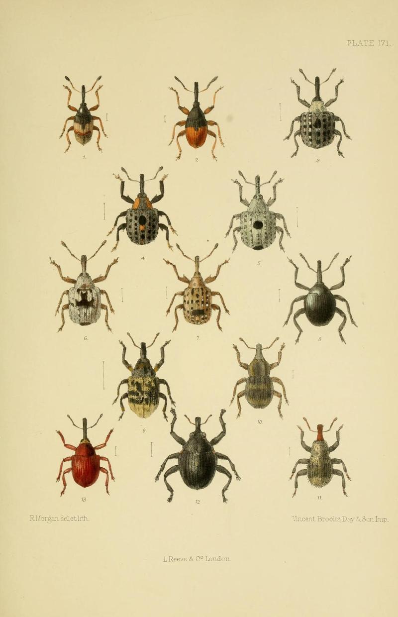 The Coleoptera of the British islands (Plate 171) (8571834168)