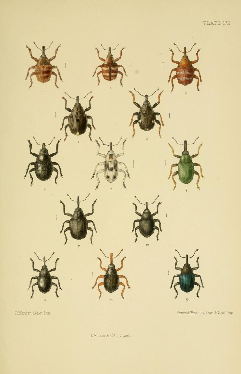 The Coleoptera of the British islands (Plate 172) (8571834386)