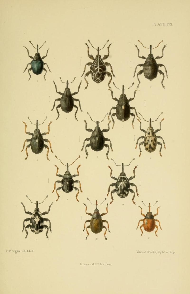 The Coleoptera of the British islands (Plate 173) (8571834592)