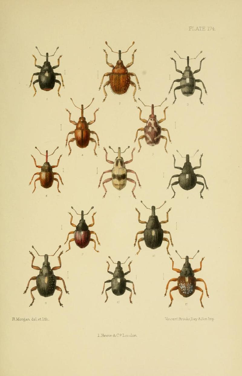 The Coleoptera of the British islands (Plate 174) (8570739875)
