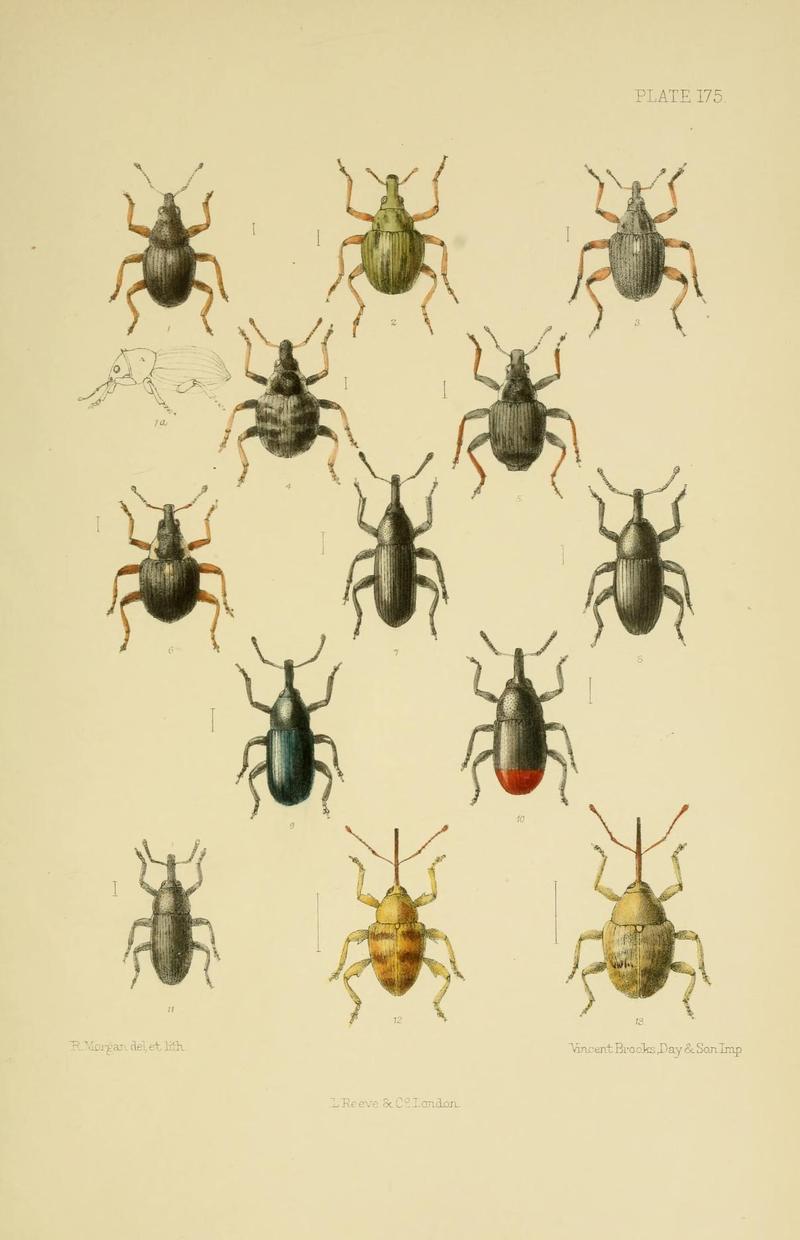 The Coleoptera of the British islands (Plate 175) (8570740163)