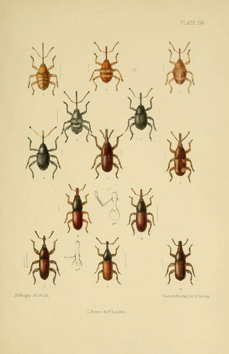 The Coleoptera of the British islands (Plate 176) (8570740407)