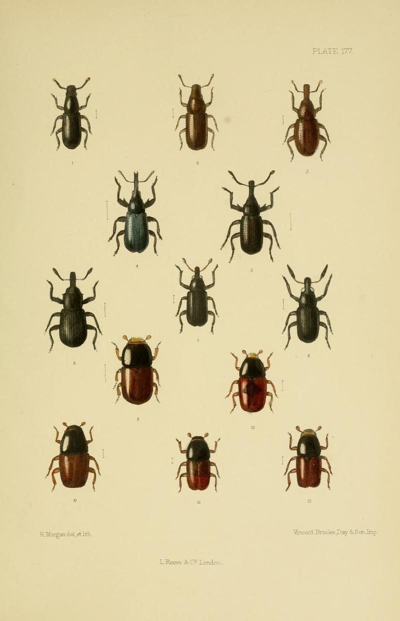 The Coleoptera of the British islands (Plate 177) (8570740635)