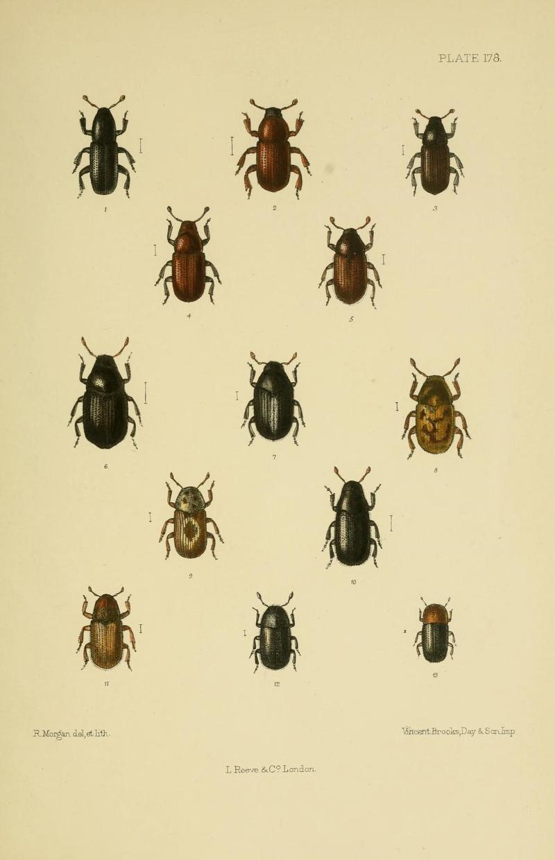 The Coleoptera of the British islands (Plate 178) (8571835848)