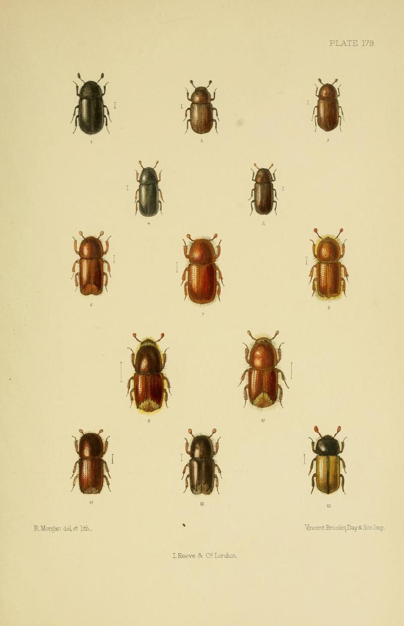 The Coleoptera of the British islands (Plate 179) (8571836092)