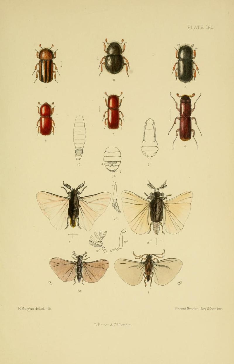 The Coleoptera of the British islands (Plate 180) (8571836334)