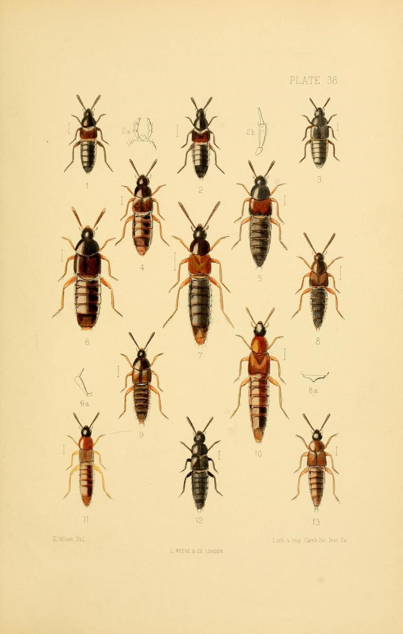 The Coleoptera of the British islands (Plate 38) (9143898050)