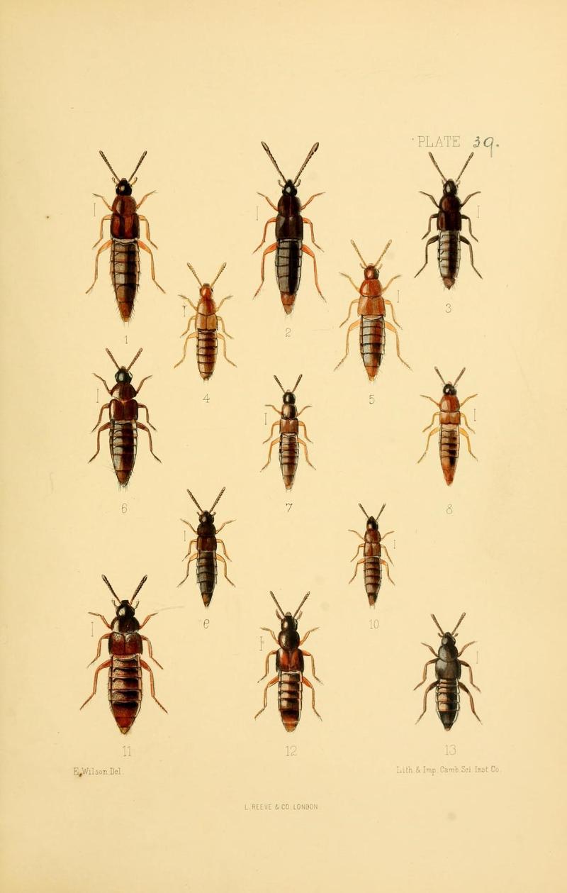 The Coleoptera of the British islands (Plate 39) (9141671195)