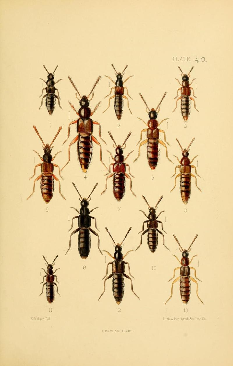The Coleoptera of the British islands (Plate 40) (9143899810)