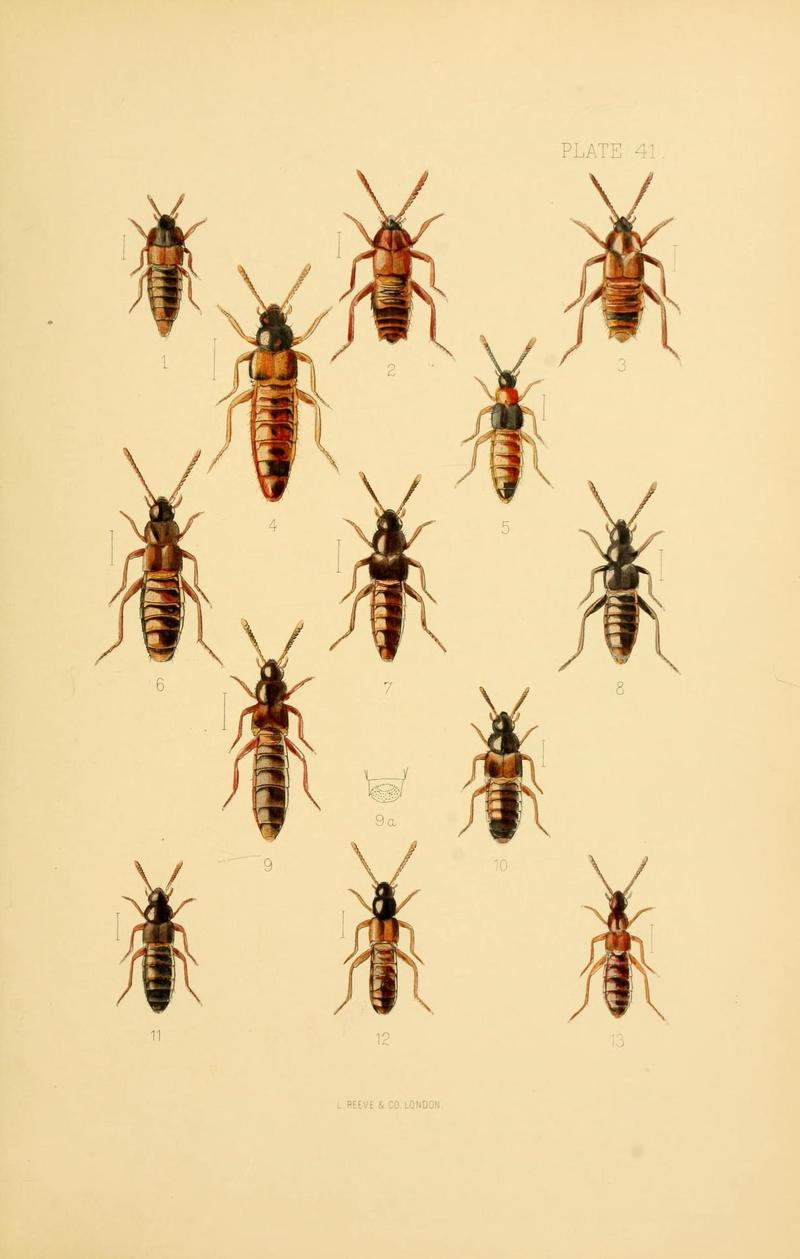 The Coleoptera of the British islands (Plate 41) (9143900606)
