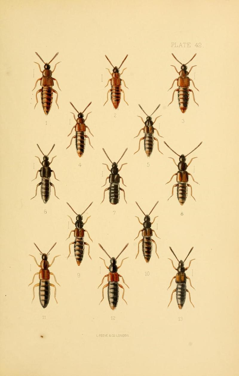 The Coleoptera of the British islands (Plate 42) (9141673835)