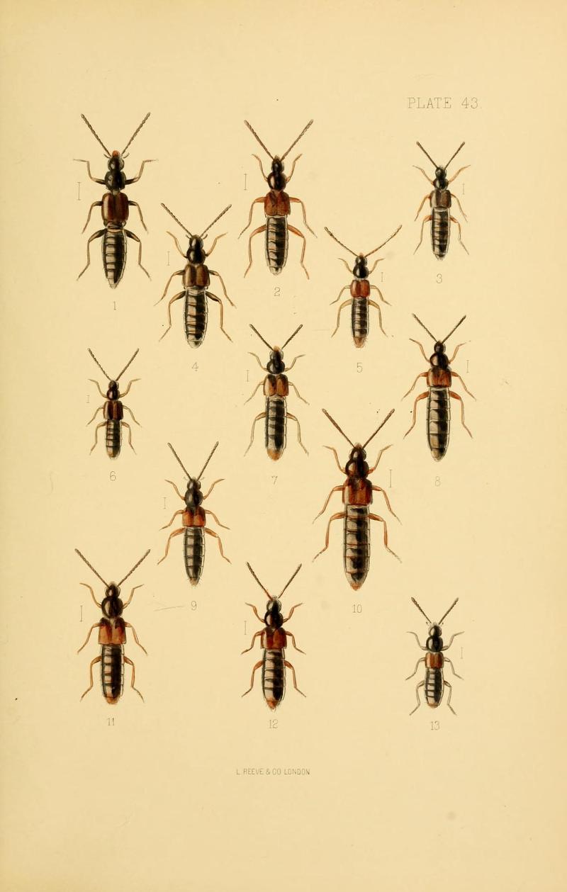 The Coleoptera of the British islands (Plate 43) (9141674625)