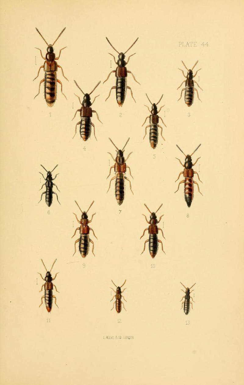 The Coleoptera of the British islands (Plate 44) (9141675333)