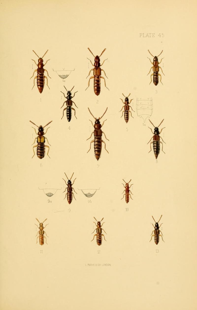The Coleoptera of the British islands (Plate 45) (9143903654)