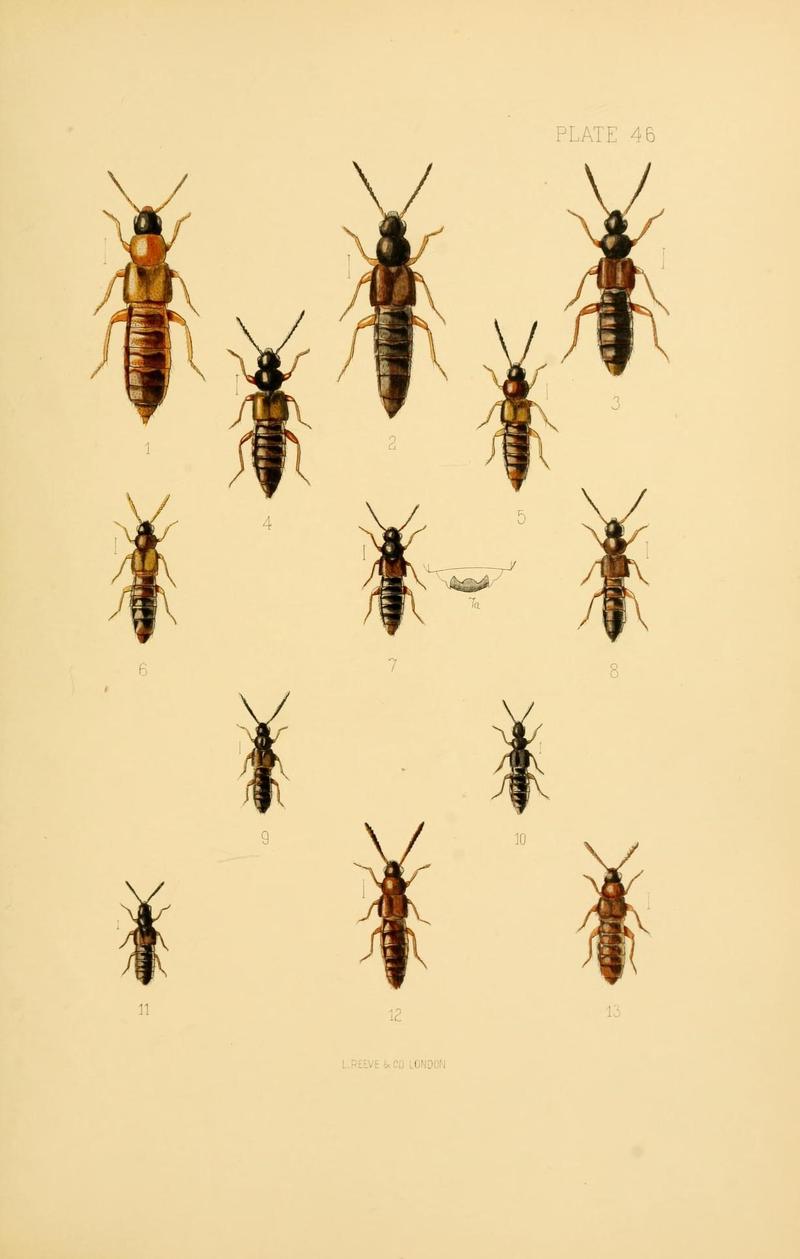 The Coleoptera of the British islands (Plate 46) (9141676731)