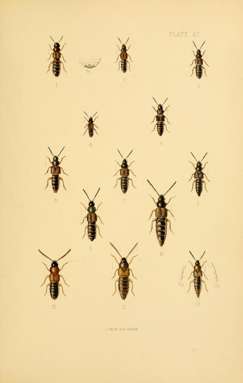 The Coleoptera of the British islands (Plate 47) (9143905254)