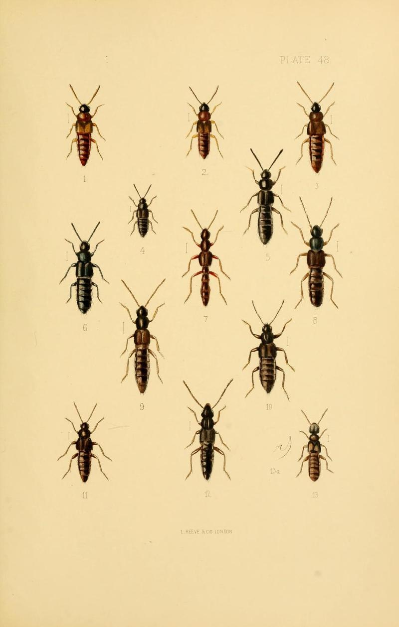The Coleoptera of the British islands (Plate 48) (9143906110)