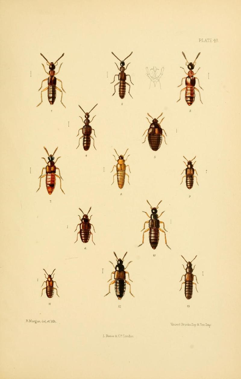 The Coleoptera of the British islands (Plate 49) (9141679197)